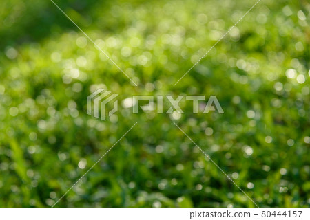 Blur natural green grass leaves bokeh background. green bokeh abstract Blur natural green grass leaves bokeh background. green bokeh abstract 80444157