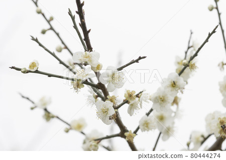 冬天裡綻放的梅花 冬天裡綻放的梅花 80444274