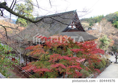 奈良炭山神社紅葉【奈良縣】 80444976