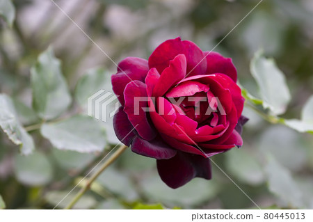 特寫一朵鮮紅的玫瑰花 特寫一朵鮮紅的玫瑰花 80445013