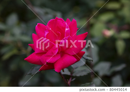 特寫一朵鮮紅的玫瑰花 特寫一朵鮮紅的玫瑰花 80445014