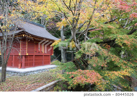 奈良炭山神社紅葉古蹟[奈良縣] 80445026