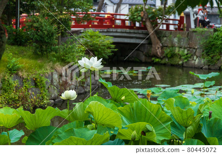 Tsurugaoka Hachimangu Lotus Pond, Kamakura City Tsurugaoka Hachimangu Lotus Pond, Kamakura City 80445072