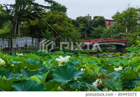 Tsurugaoka Hachimangu Lotus Pond, Kamakura City Tsurugaoka Hachimangu Lotus Pond, Kamakura City 80445073