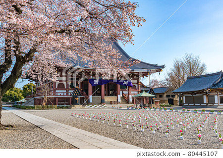 池上本門寺院內的櫻花 80445107