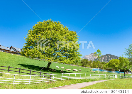 牧葉公園山梨樹與羊 牧葉公園山梨樹與羊 80445114