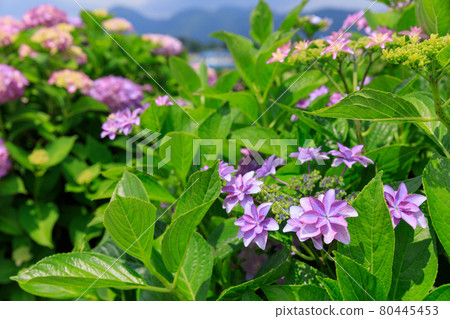 仲夏繡球花圖像 80445453