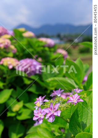 仲夏繡球花圖像 仲夏繡球花圖像 80445455