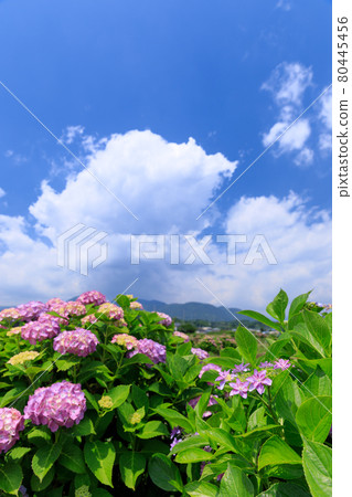 仲夏繡球花圖像 仲夏繡球花圖像 80445456
