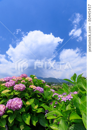 仲夏繡球花圖像 80445457