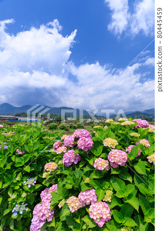 仲夏繡球花圖像 仲夏繡球花圖像 80445459