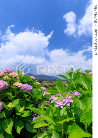 仲夏繡球花圖像 仲夏繡球花圖像 80445460