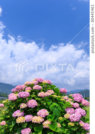 仲夏繡球花圖像 仲夏繡球花圖像 80445461