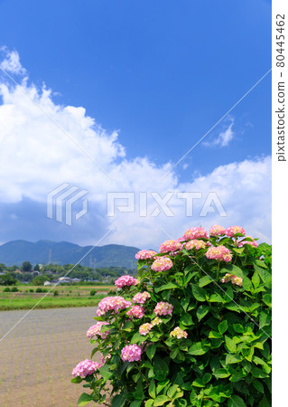 仲夏繡球花圖像 仲夏繡球花圖像 80445462