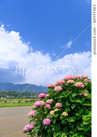 仲夏繡球花圖像 仲夏繡球花圖像 80445463