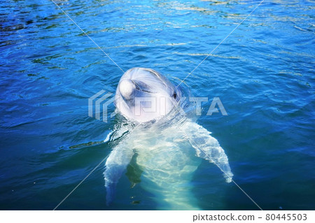 海豚農場島波海豚 海豚農場島波海豚 80445503