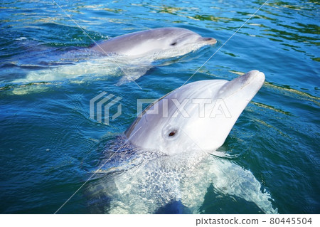 Dolphin Farm Shimanami Dolphin Dolphin Farm Shimanami Dolphin 80445504