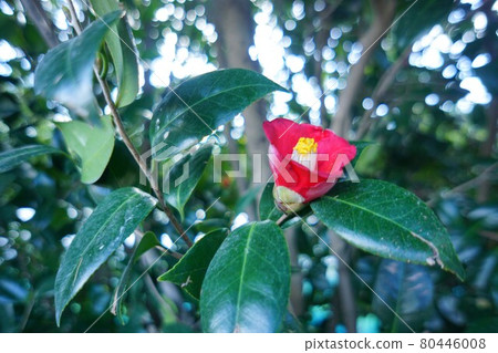 One camellia. One camellia. 80446008