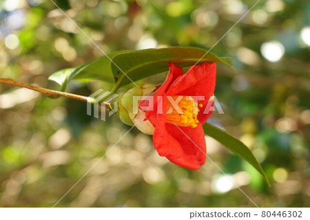Warm-colored camellia japonica. Warm-colored camellia japonica. 80446302