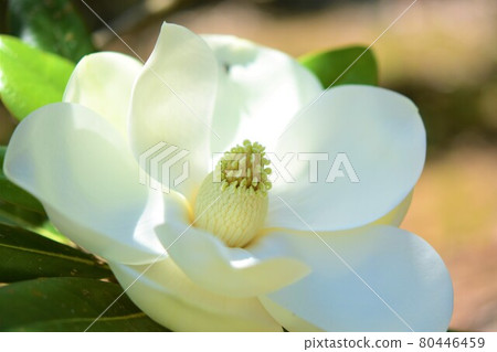 Magnolia magnolia and large flower, Taiyama tree, Oyama tree, evergreen tree 80446459