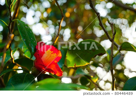 Camellia at sunset. Camellia at sunset. 80446489
