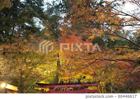 丹山神社奈良紅葉【奈良縣】 80446617