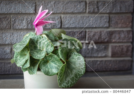 Cyclamen before dormancy 80446847
