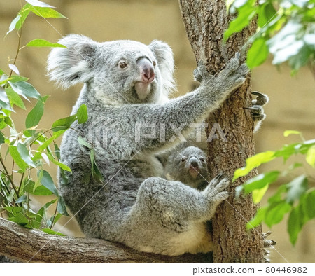 Koala 80446982