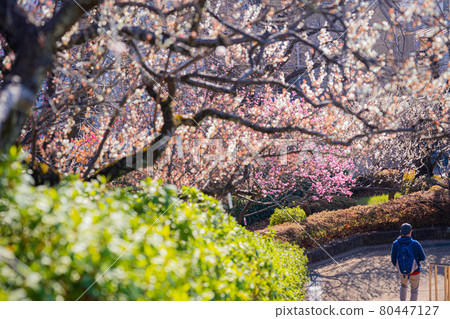 世田谷羽木公園的梅花 80447127