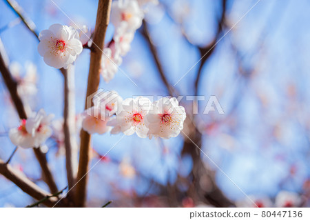 世田谷羽木公園的梅花 80447136