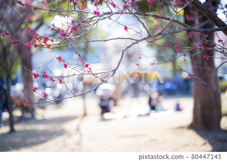 世田谷羽木公園的梅花 世田谷羽木公園的梅花 80447145
