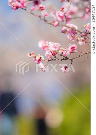 世田谷羽木公園的梅花 世田谷羽木公園的梅花 80447154