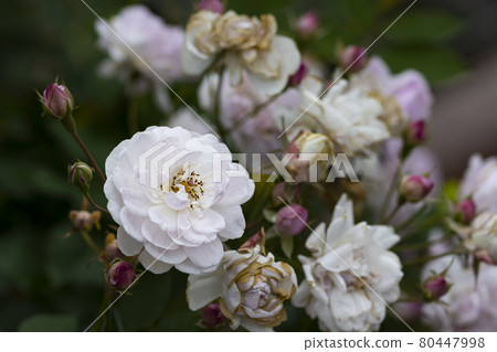 花園裡種的玫瑰花 80447998