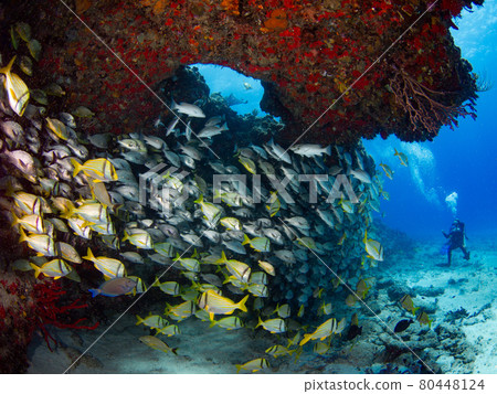 Grunts flocking in the shade of coral reefs (Playa del Carmen, Mexico) 80448124