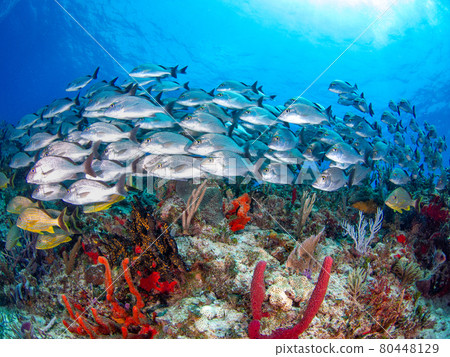 Sailors Grant (Grunt Companion) 聚集在珊瑚礁上(墨西哥普拉亞德爾卡門) Sailors Grant (Grunt Companion) 聚集在珊瑚礁上(墨西哥普拉亞德爾卡門) 80448129