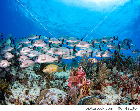 Sailors Grant (Grunt Companion) 聚集在珊瑚礁上（墨西哥普拉亞德爾卡門） 80448130