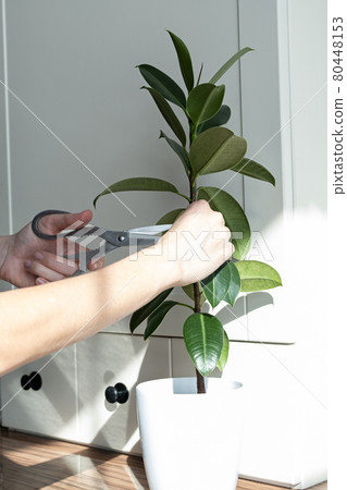 ficus ficus 80448153