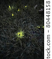Fireflies shining faintly on a summer night 80448158