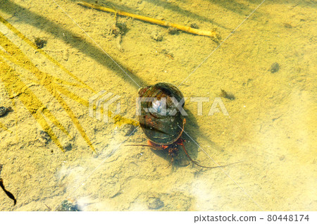 Jumbo Tanishi Jumbo Tanishi 80448174