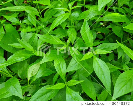 Antiviral medicinal plants Andrographis paniculata Antiviral medicinal plants Andrographis paniculata 80448372