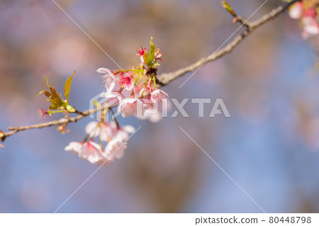 A row of cherry blossom trees in Sakado Kitaasaba Sakurazutsumi Park 80448798