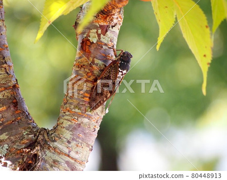 Brown cicada perched on a bifurcated cherry tree Brown cicada perched on a bifurcated cherry tree 80448913