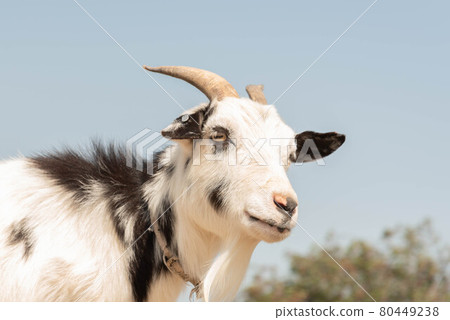 Goat Goat 80449238