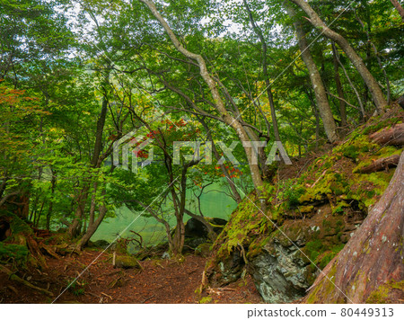 紅葉開始的湖邊樹木(湯野湖、奧日光、櫪木) 紅葉開始的湖邊樹木(湯野湖、奧日光、櫪木) 80449313