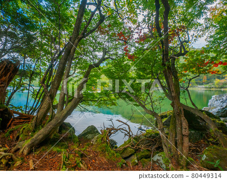 從紅葉開始的樹林中眺望湖景(湯野湖、奧日光、櫪木) 從紅葉開始的樹林中眺望湖景(湯野湖、奧日光、櫪木) 80449314