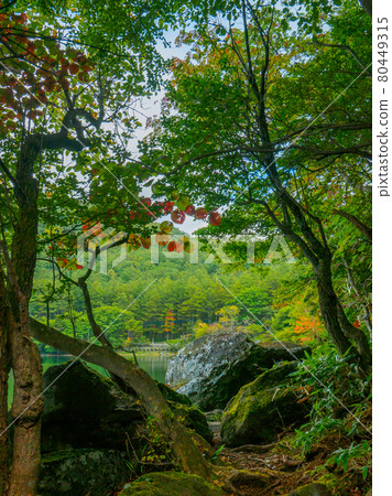 紅葉開始的湖邊樹木（湯野湖、奧日光、櫪木） 80449315