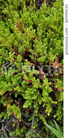Background of crowberry thickets Background of crowberry thickets 80449430