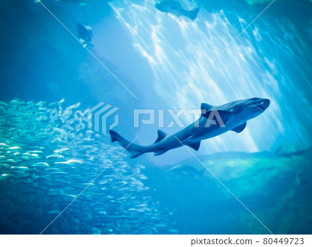 水族館鯊魚 80449723