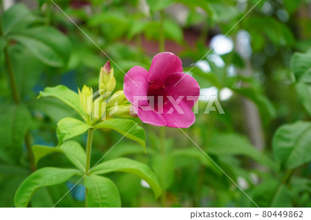 Allamanda blanchetii , Purple Allamanda. Blooming in the garden. 80449862