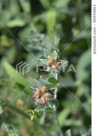 Hairy canary clover Hairy canary clover 80449863